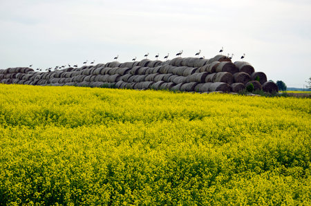 big group white storks on straw bales and beautiful yellow rapeseed field