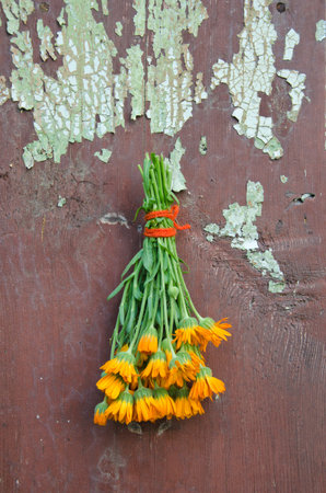 fresh calendula marigold medical herb flowers bunch on old wooden cracked farm wallの写真素材