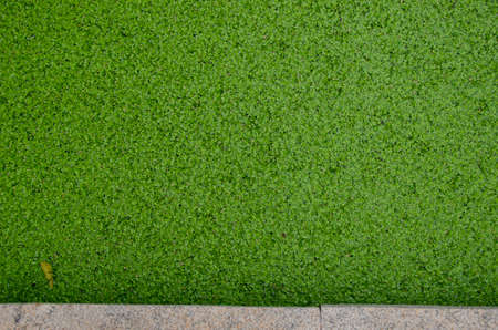 Duckweed plants green background on park pond waterの写真素材