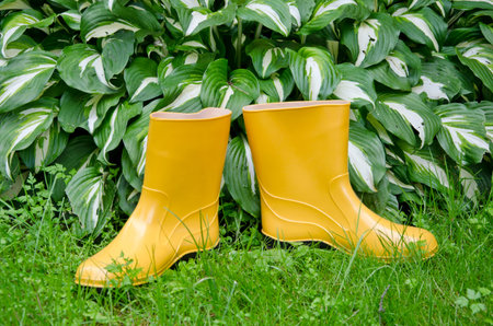 pair rain rubber yellow boots on summer garden grass