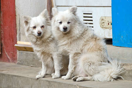 two beautiful hairy white dogs on Kathmandu street, Nepalの写真素材