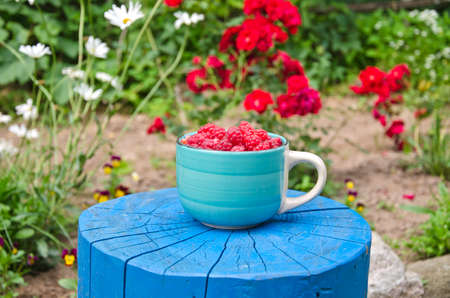 fresh sweet raspberry in blue ceramic cup on wooden trunk in gardenの写真素材