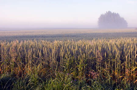 summer end morning landscape with fog and wheat fieldの写真素材