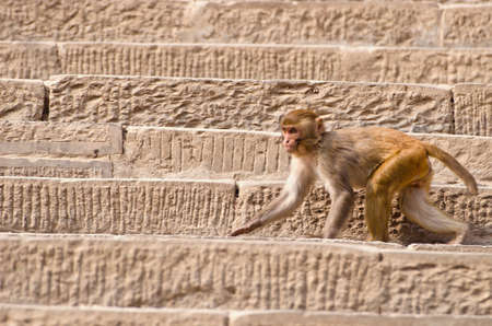 monkey on stone historical Swayambhunath stupa staircase, Kathmandu, nepalの写真素材