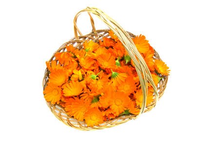Marigold calendula medical flowers in a wicker basket isolated on white backgroundの写真素材