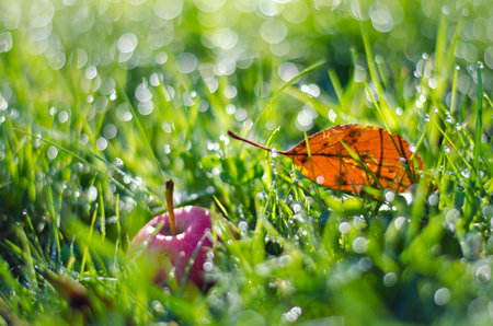 red apple and autumn leaf in green dewy grass. Blur fall time background