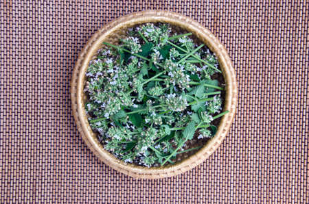 fresh medical herb balm lemon-balm in wicker plate basketの写真素材