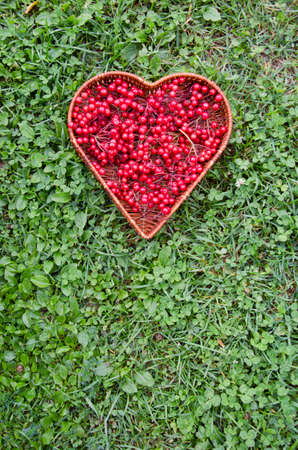medical healthy viburnum berry in wicker heart form basket on autumn grassの写真素材