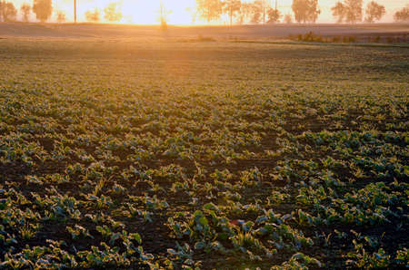 autumn rapeseed  seedling  field on farmland and morning sunriseの写真素材