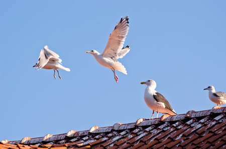 seagulls birds on old tile roof near oceanの写真素材