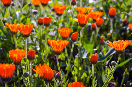 fresh summer marigold calendula medical flowers in gardenの写真素材