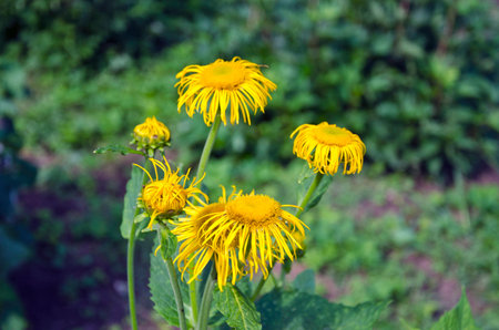 beautiful summer elecampane (Inula helenium) medical plant in bloomの写真素材