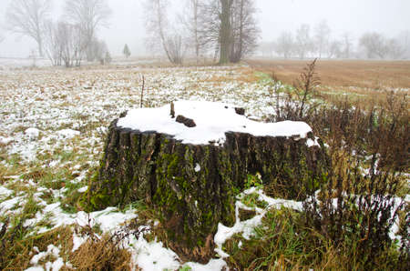 winter landscape with big old tree trunk stump and fogの写真素材