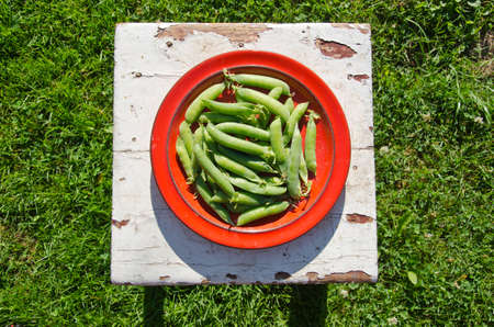 fresh green pea pods in red plate on old stool in gardenの写真素材