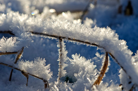 winter time frost snow crystals on grass