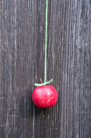 one red summer fresh apple hang on green stringの写真素材