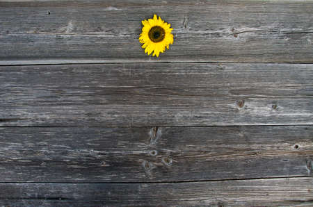 old wooden plank grunge used background with one sunflowerの写真素材