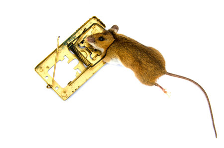 Dead animal pest mouse Apodemus flavicolis Yellow necked mouse  in  mousetrap isolated on white