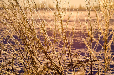 beautiful winter hoarsfrost on  plants background and sunrise sunlightの写真素材
