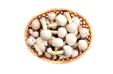 Raw white wild mushrooms champignons Agaricus in basket isolated on whiteの写真素材