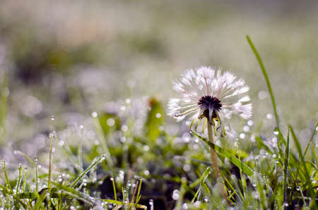 blur dewy dandelion head with seeds on summer grassの写真素材