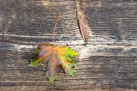 old wooden plank background with autumn maple leaf and texture