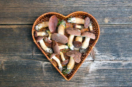 mushrooms fungi cep boletus Xerocomus badius in heart form basket on old wooden tableの写真素材