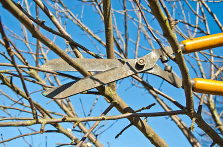 cut trim prune fruit tree branch with wintage clippers scissor in spring gardenの写真素材