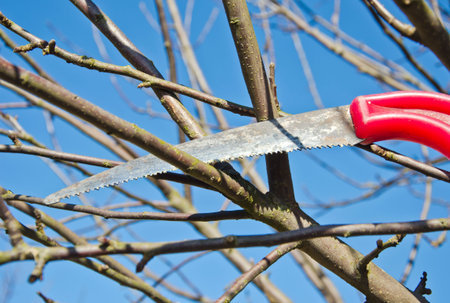 cut prune apple tree branch in spring garden with handsaw tool