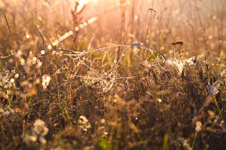 dewy spiderwed and autumn grass in morning sunlight backgroundの写真素材