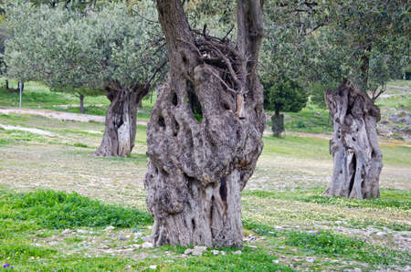 ancient olive tree trunks in Rhodes island, Greeceの写真素材