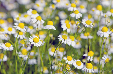 blur fresh chamomile medical flowers blossoming background.Herbal medicine backgroundの写真素材