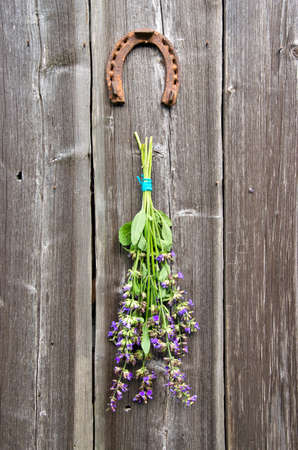 beautiful sage (Salvia officinalis) medical plant bunch and horseshoe on old wooden wallの写真素材