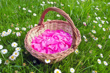 pink European peony petals in the woven wooden basket on grassの写真素材