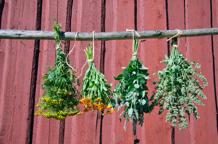 medical herbs bunch  hanging in front of rustic wooden backgroundの写真素材