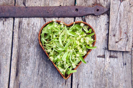 Heart shaped wicker basket full of fresh medical linden blossomsの写真素材