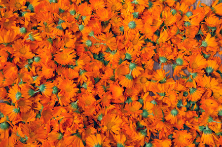 Background of fresh picked calendula heads dryingの写真素材
