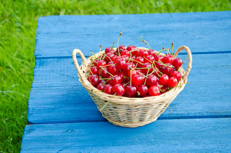 Ripe sweet cherries in wicker basket on blue tableの写真素材