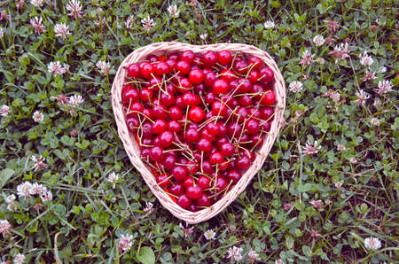 Ripe sweet summer cherries in heartshaped woven basket on lawnの写真素材