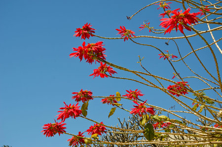 Sunlit beautiful  wild poinsettia tree in bloom on sky backgroundの写真素材