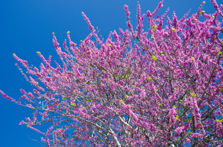Beautiful spring Pink flowering tree in bloom in Greeceの写真素材