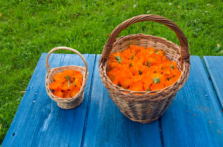 Freshly marigold calendula medical flowers in wicker baskets on blue wooden tableの写真素材