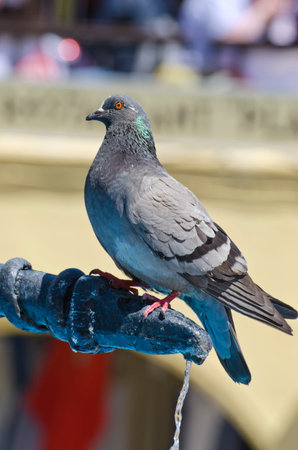 Rock dove sitting on a public water tap in city squareの写真素材