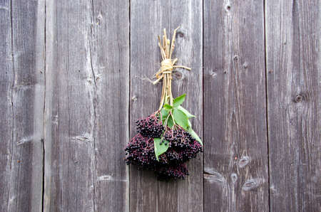 Bundle of elderberries hanging on wooden wallの写真素材