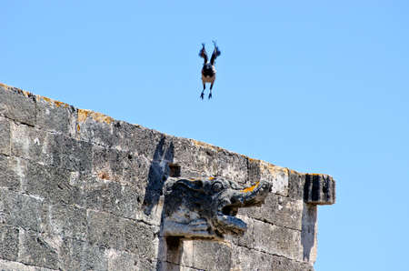 Hooded crow taking flight off ancient building, Greeceの写真素材