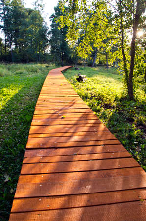 Wooden way through wood in national parkの写真素材