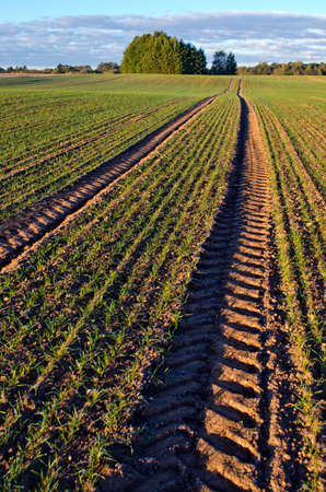Landscape with tractor tracks through wheat field in the autumnの写真素材