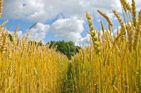 Way through ripening wheat field to forest on sunny summer's dayの写真素材