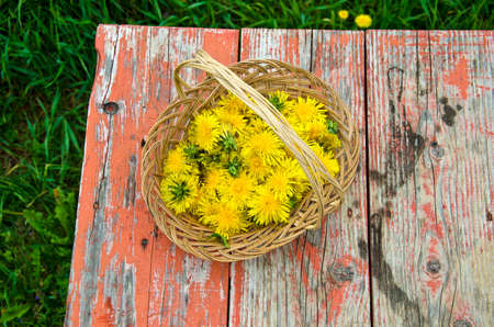 Yellow dandelion blossoms in wicker basket placed on rustic wooden table with peeling red paint on the lawnの写真素材