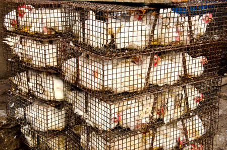 white chickens in metal cages outside in street market, Indiaの写真素材